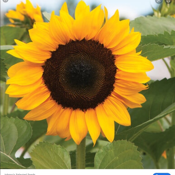 Meet your Posher, Kathy - Picture 1 of 1